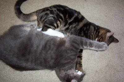 Don't have a good picture of just Roswell.  He's the fluffy grey one attacking Tarrin.